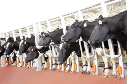TH nhập thêm gần 2.000 bò sữa từ Mỹ