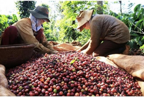 Viet Nam cần phát triển thương hiệu cà phê để tiến ra thị trường toàn cầu