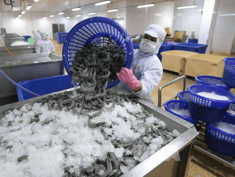 Japan is the largest market for Vietnamese seafood exports.